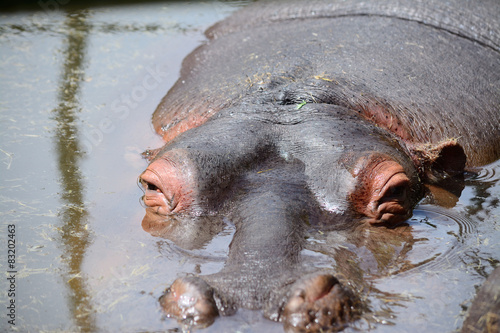 hippopotamus head in the water