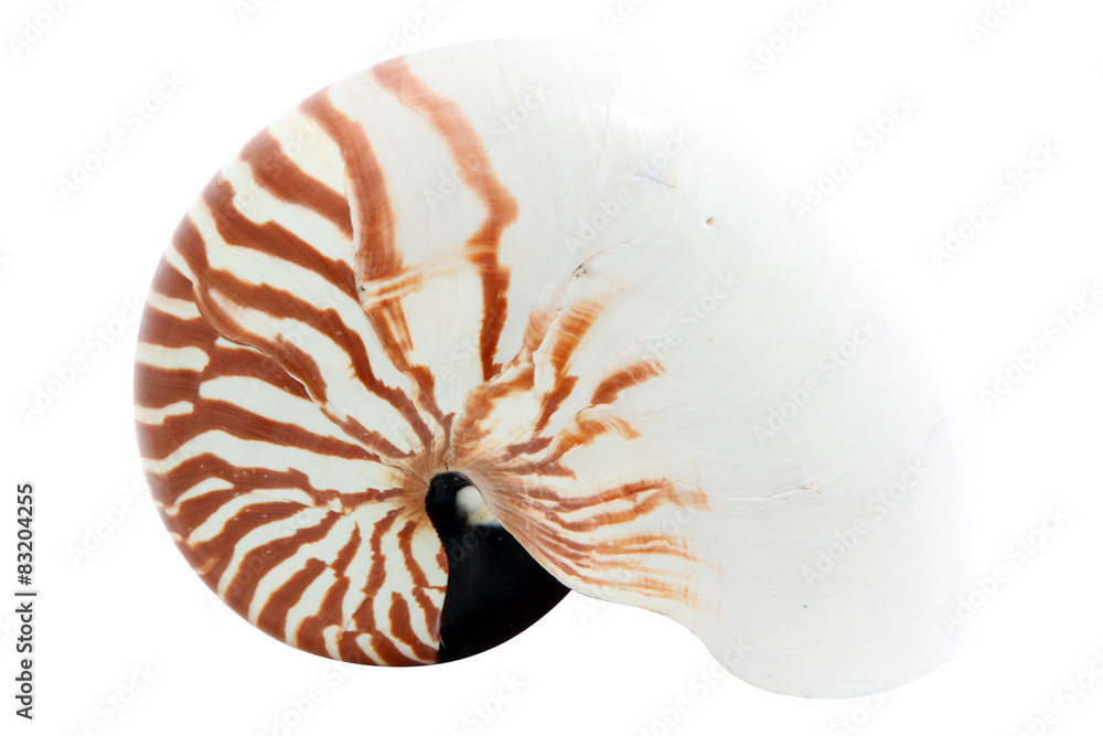 Nautilus Shell isolated Nautilus Shell isolated
