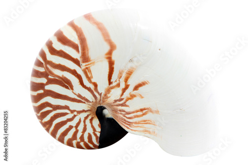Nautilus Shell isolated