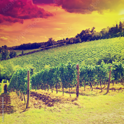 Vineyards at Sunset