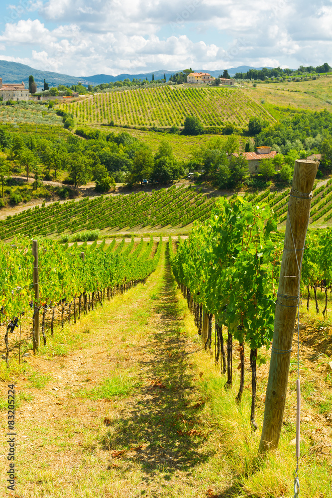 Fototapeta premium Vineyards