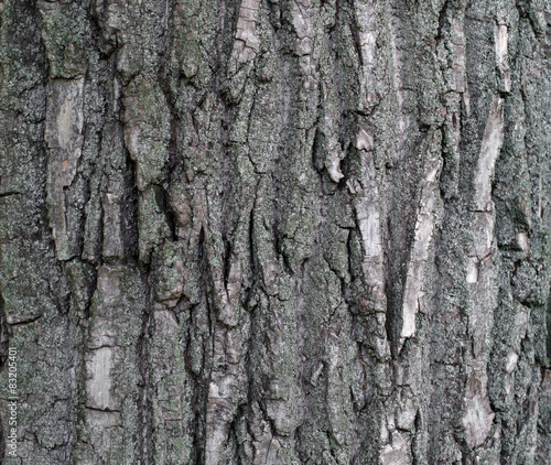 texture of tree bark