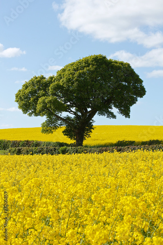 Green Tree in Bright Yellow Rapeseed Fields