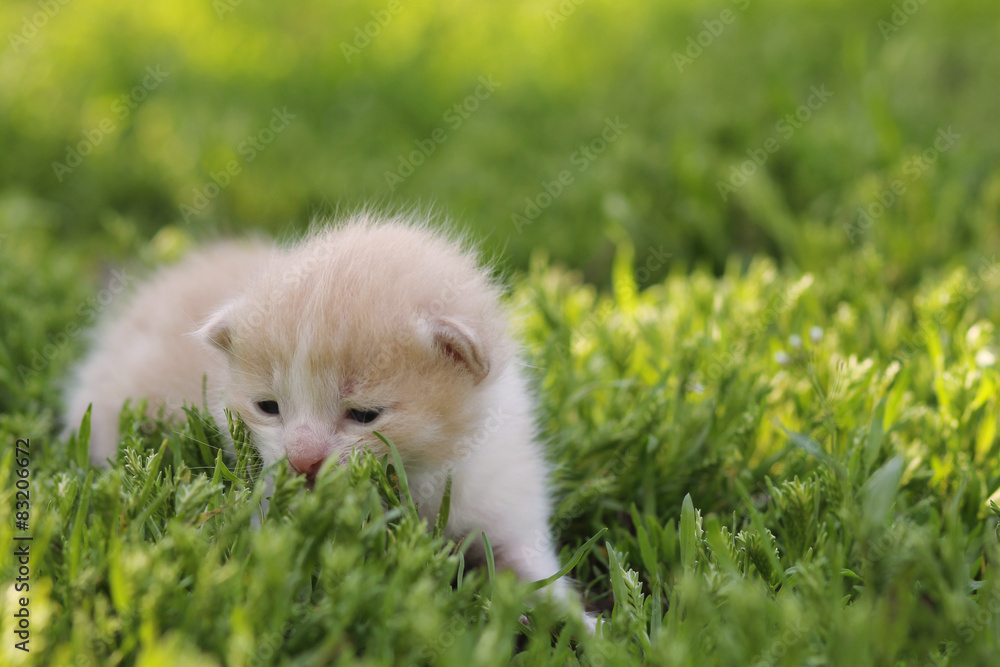 маленьки котенок в зеленой траве