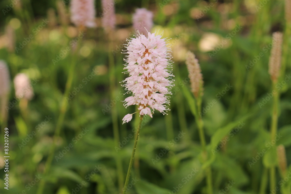 Meadow Bistort (Polygonum Bistorta) in Innsbruck, Austria Meadow Bistort (Polygonum Bistorta) in Innsbruck, Austria