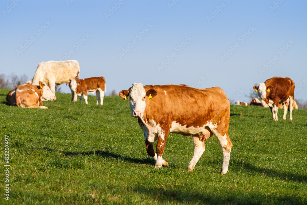 Brown and white dairy cows, calwes and bulls in pasture