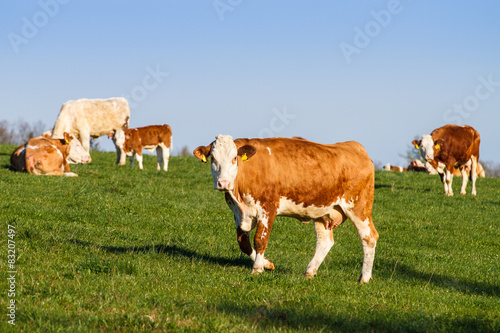 Brown and white dairy cows  calwes and bulls in pasture
