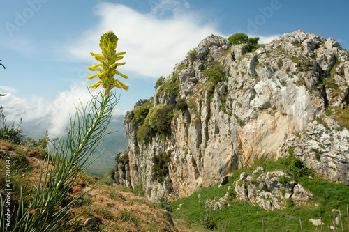 Fototapeta Naklejka Na Ścianę i Meble -  Spike Of Yellow Flowers And Crasto Rocks In Nebrodi Park, Sicily