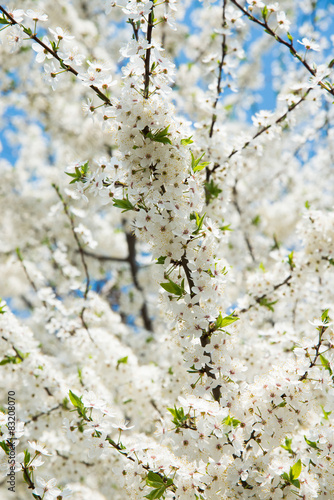 Cherry tree blossom