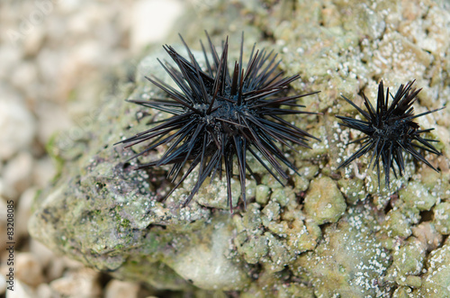 Sea urchin on stone