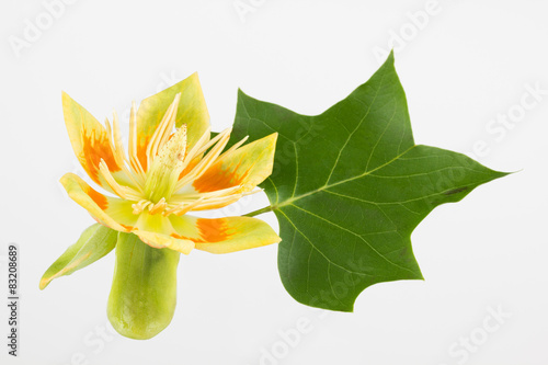 Tulip tree flower and leaf close up