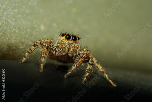 A jumping spider with sparkly eyes
