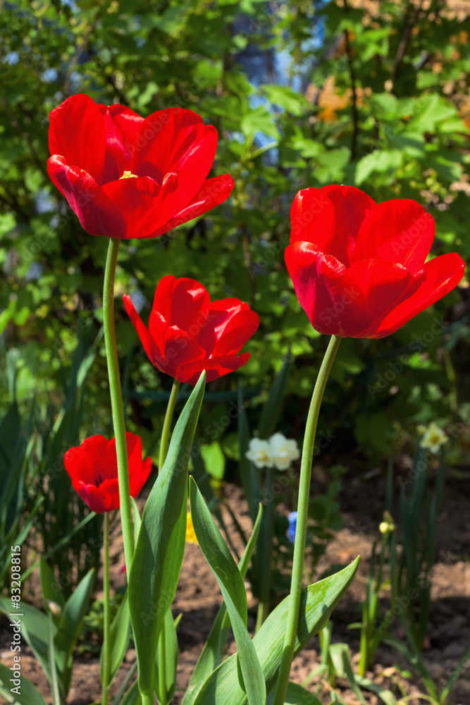 red tulips in a garden