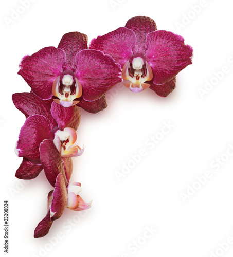 Fototapeta Naklejka Na Ścianę i Meble -  burgundy orchid flowers on a white background