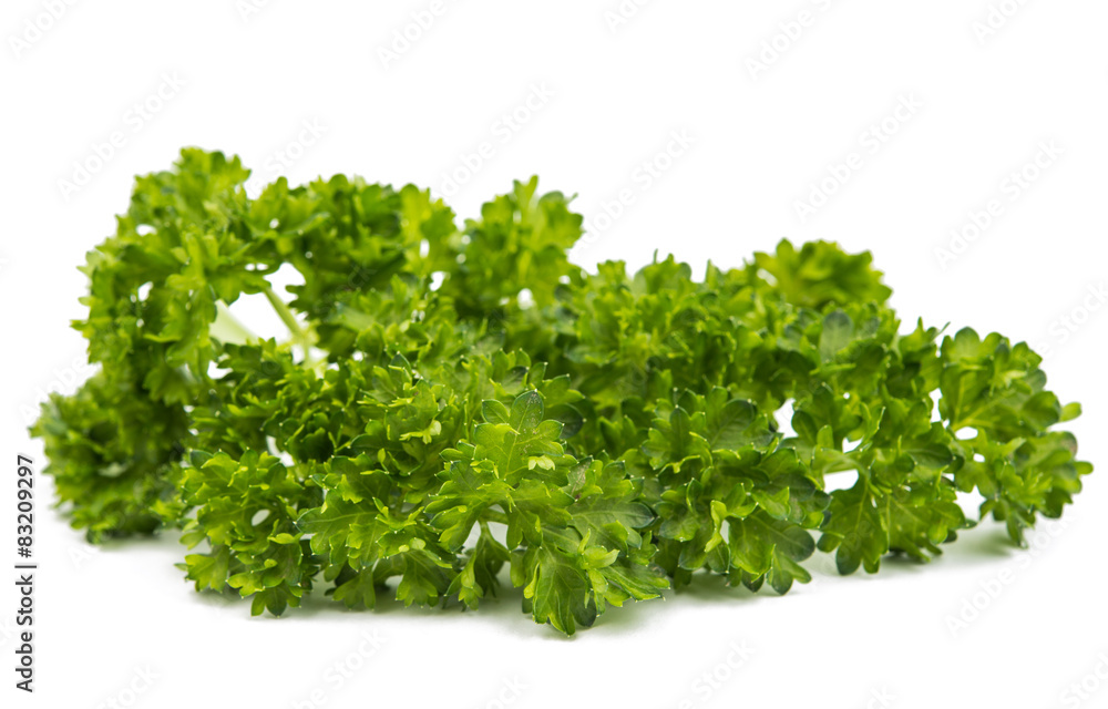 green leaves of parsley green leaves of parsley