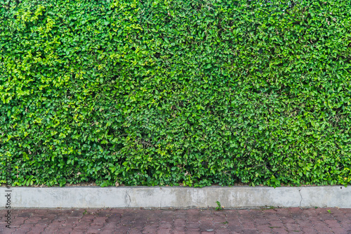 Wallpaper Mural Leaves wall and concrete floor Torontodigital.ca