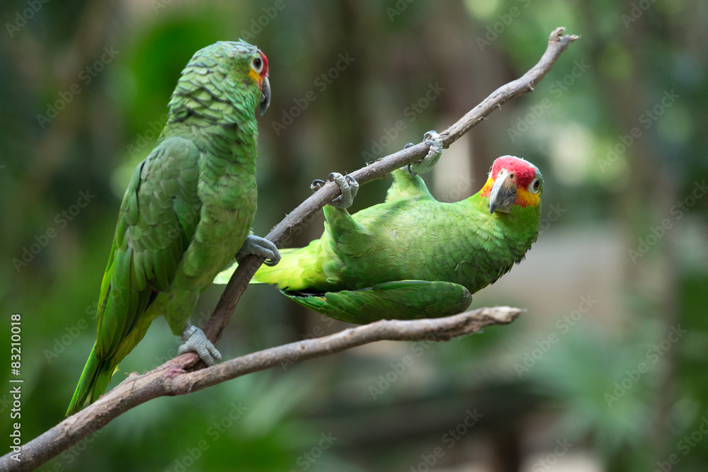 Fototapeta premium parrot bird