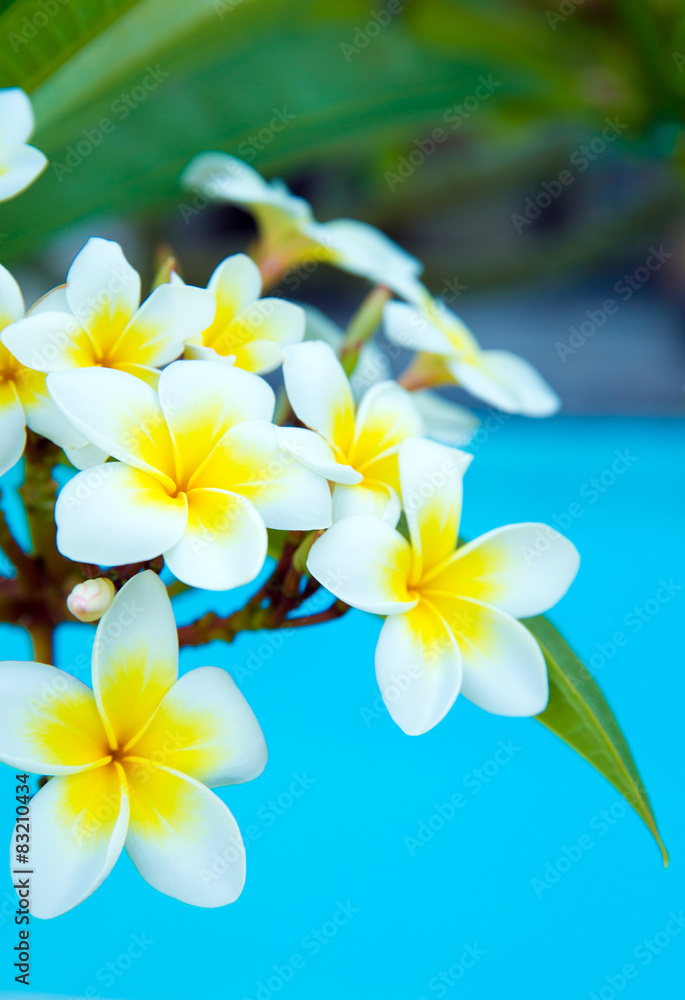 Fototapeta premium Frangipani flowers