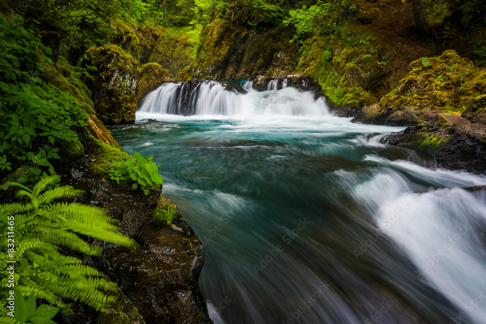 Fototapeta premium Ferns and cascades on the Little White Salmon River below Spirit