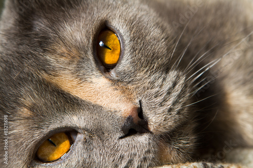 Amber tea yellow eyes cat breed Scottish Fold close-up.