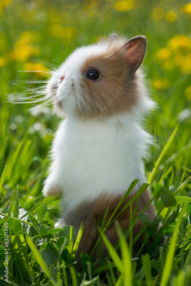 Zwergkaninchen Zwergkaninchen