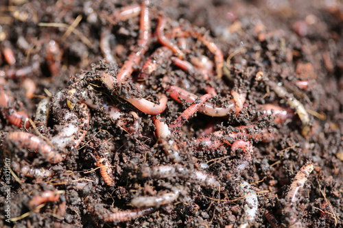 Kompostwürmer