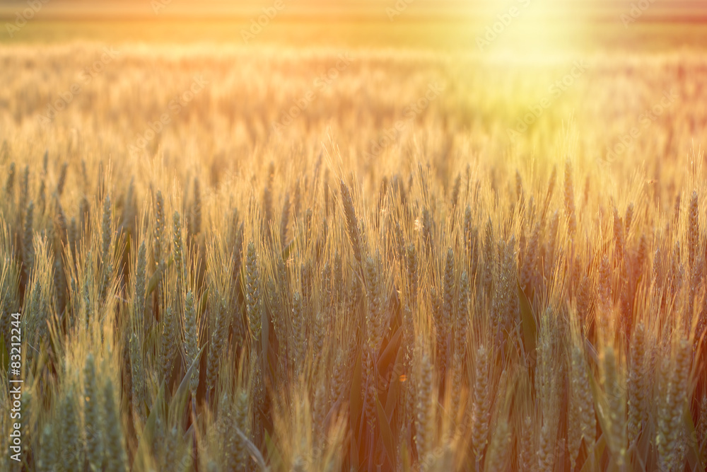 Wheat field in late afternoon - early evening