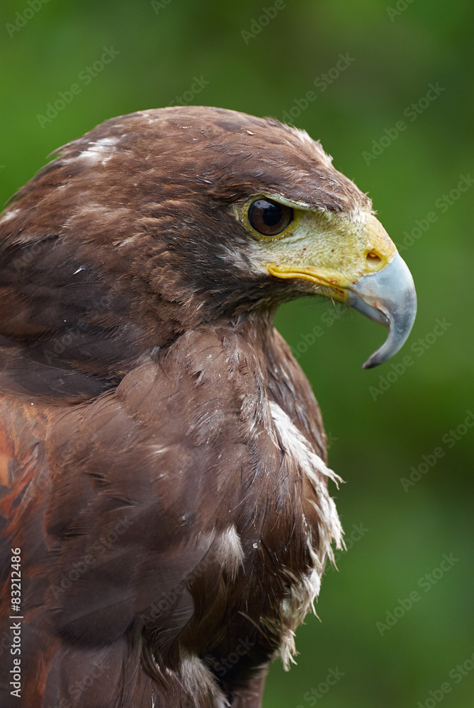 Harris's hawk Harris's hawk