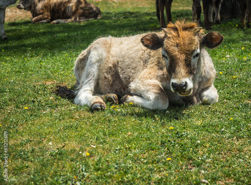 Cows on island of St. Ahileos at Lake Prespa, Greece photo