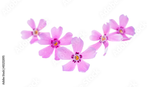 Fototapeta Naklejka Na Ścianę i Meble -  phlox flowers