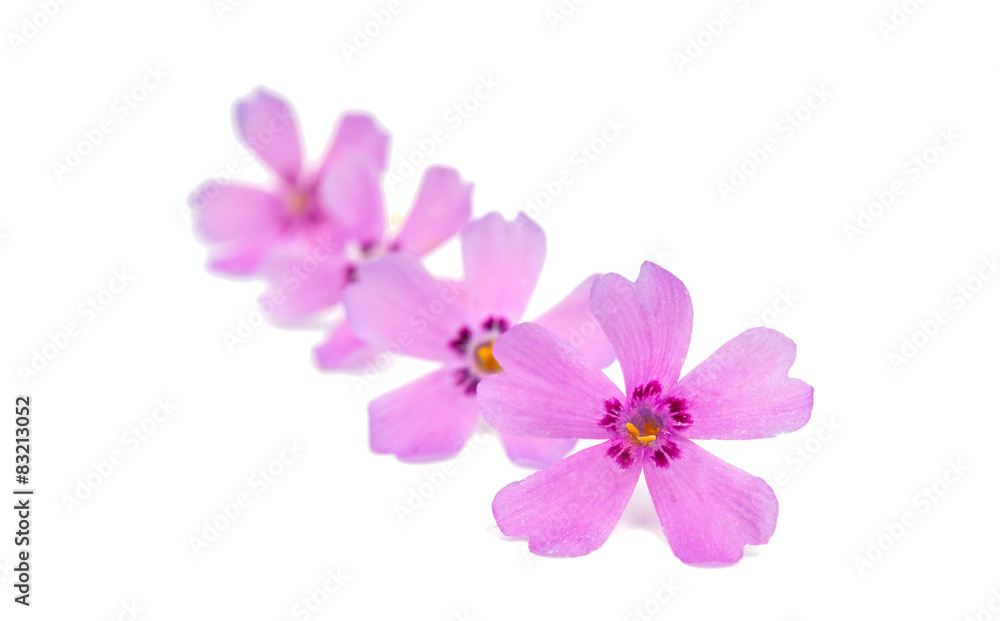phlox flowers phlox flowers