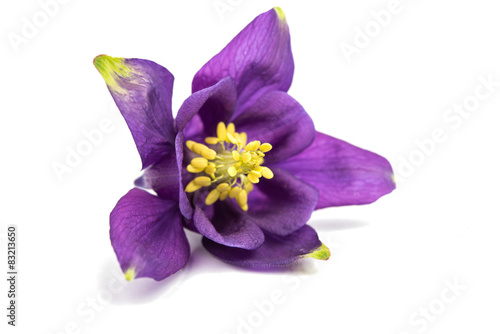 aquilegia flower isolated Poster Mural XXL