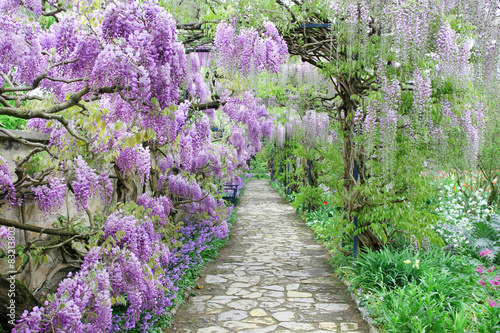 The great garden blooming wisteria blossoms in Spring