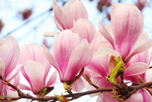 Magnolia Flower In Spring