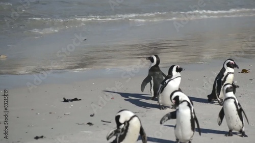 Single penguin walking through colony on its way to swim 