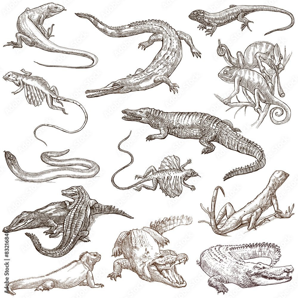 Naklejka premium Lizards - An hand drawn pack, freehands