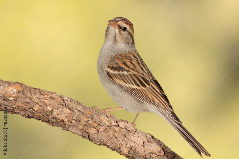 Chipping sparrow en una rama