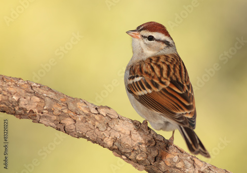 Chipping sparrow en una rama