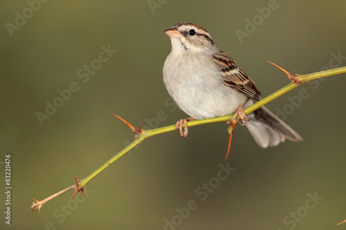 Schilderij op canvas Chipping sparrow en una rama con puas