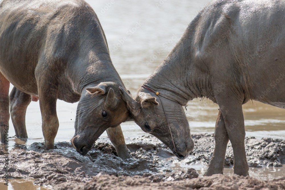 Fototapeta premium water buffalo eating grass in field