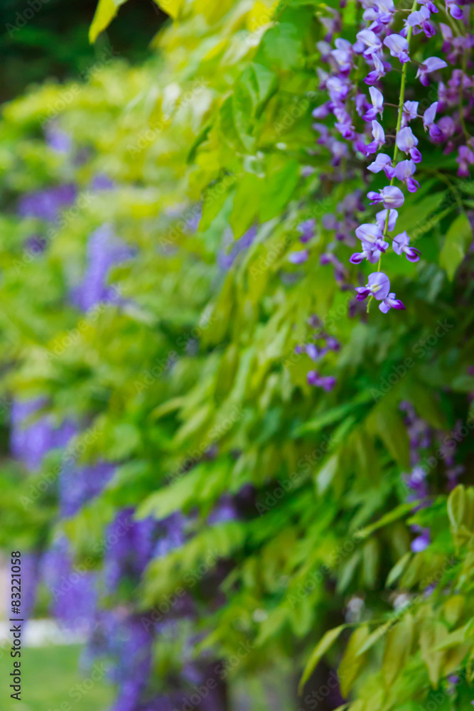Obraz premium full-blown wisteria in a Japanese forest