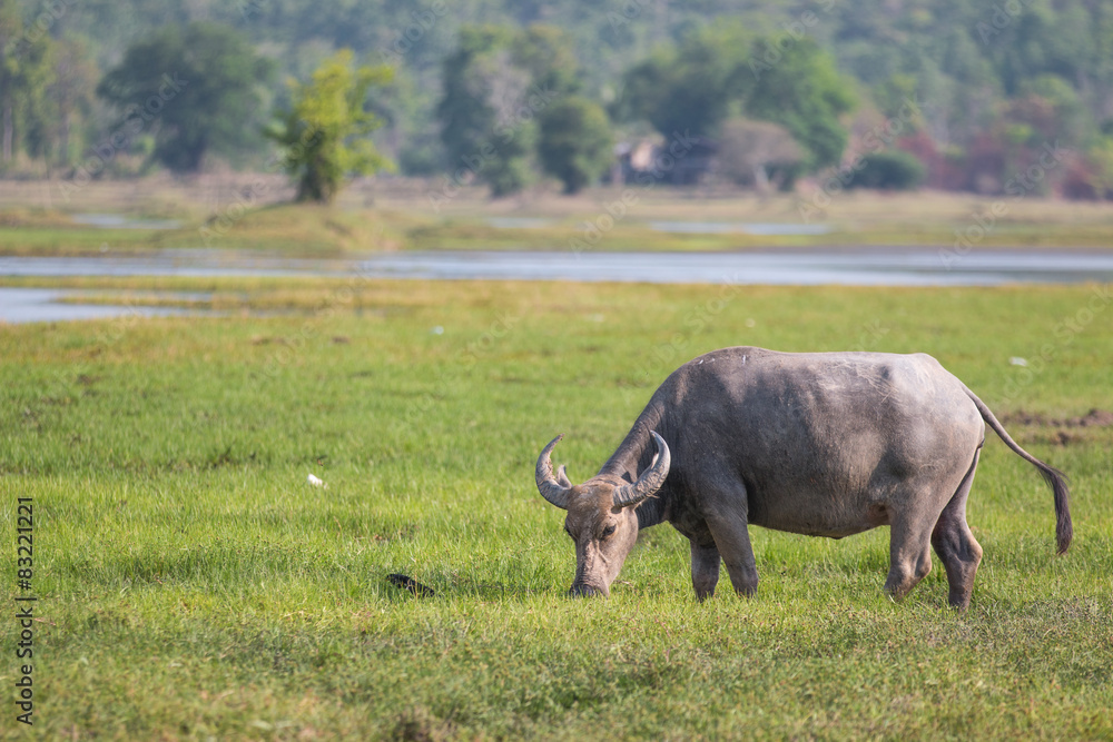 Obraz premium water buffalo eating grass in field