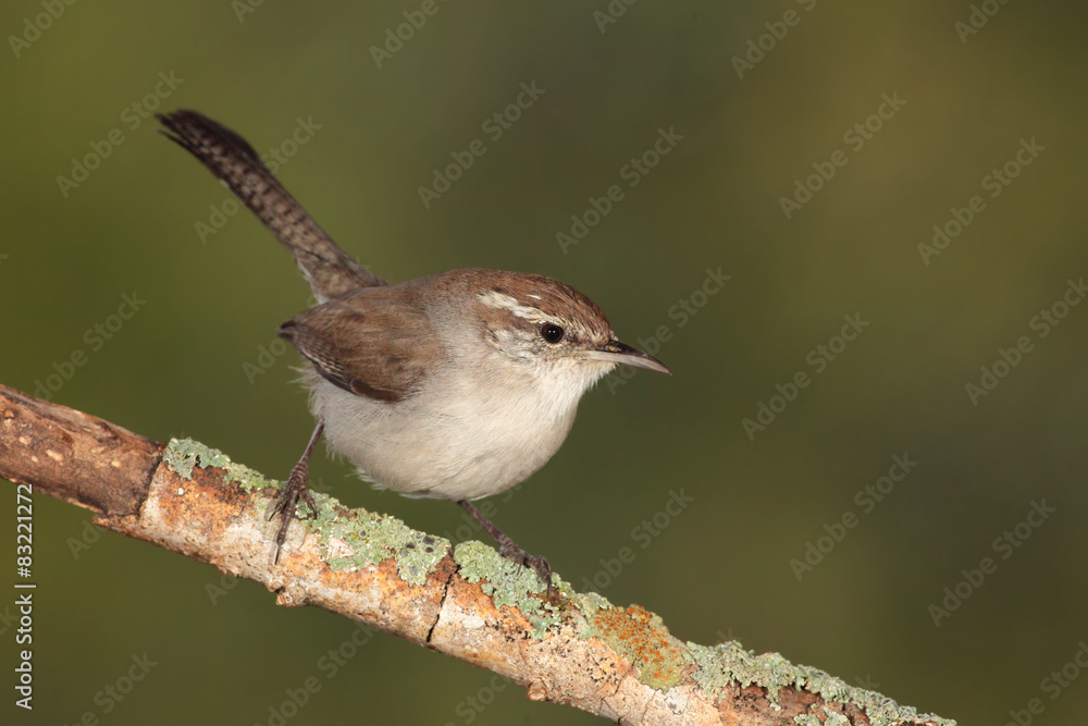 Bewicks wren en una rama