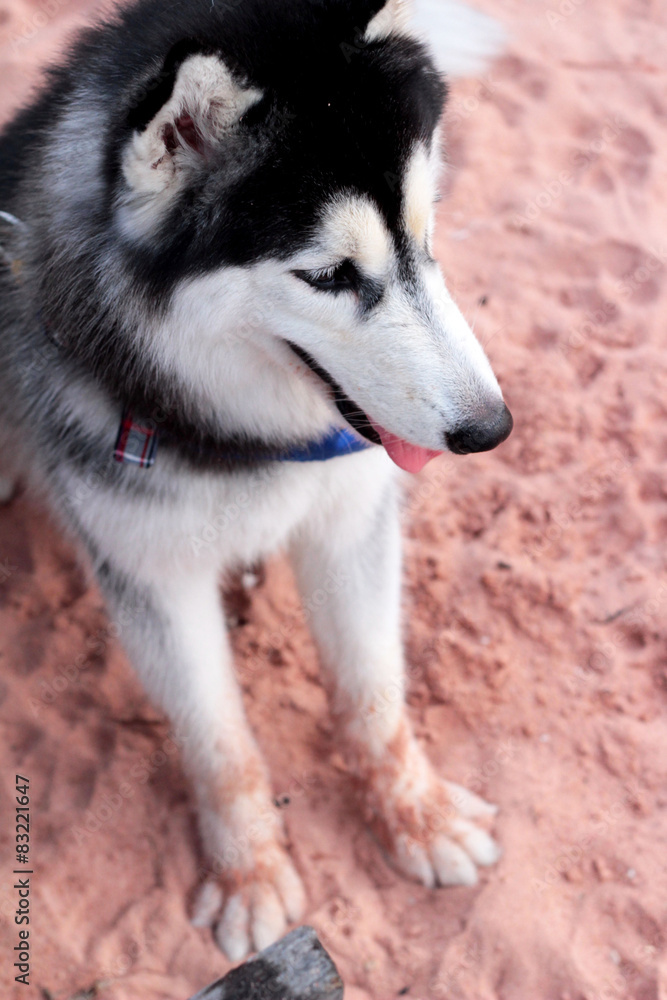 Siberian Husky dog sitting on the beach