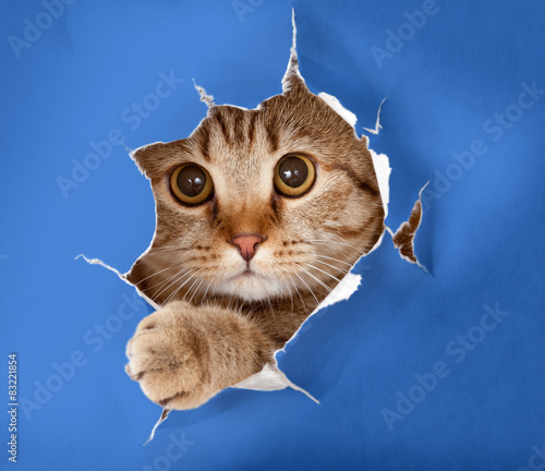 cat in blue chromakey paper...