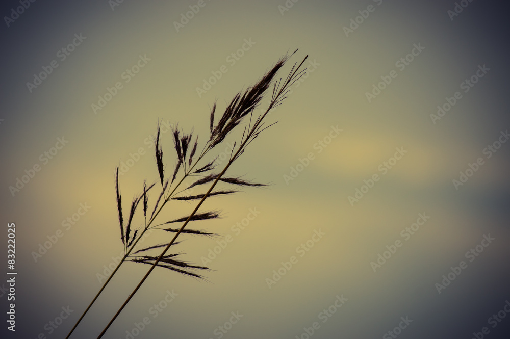 Obraz premium tropical grass