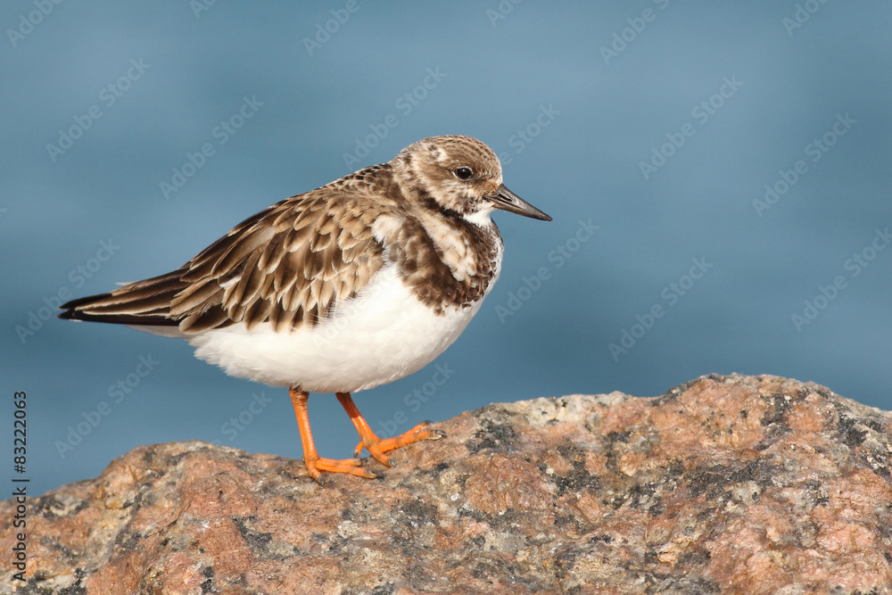 Ruddy Turnstone entre las rocas en Port Aransas Ruddy Turnstone entre las rocas en Port Aransas