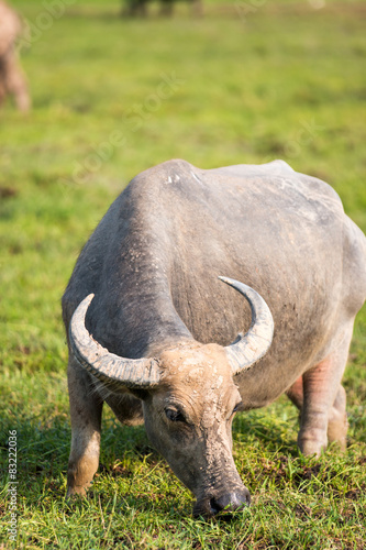 water buffalo eating grass in field © ittipol