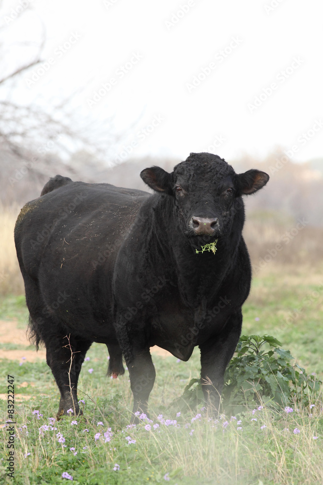 Angus en Poteet Angus en Poteet