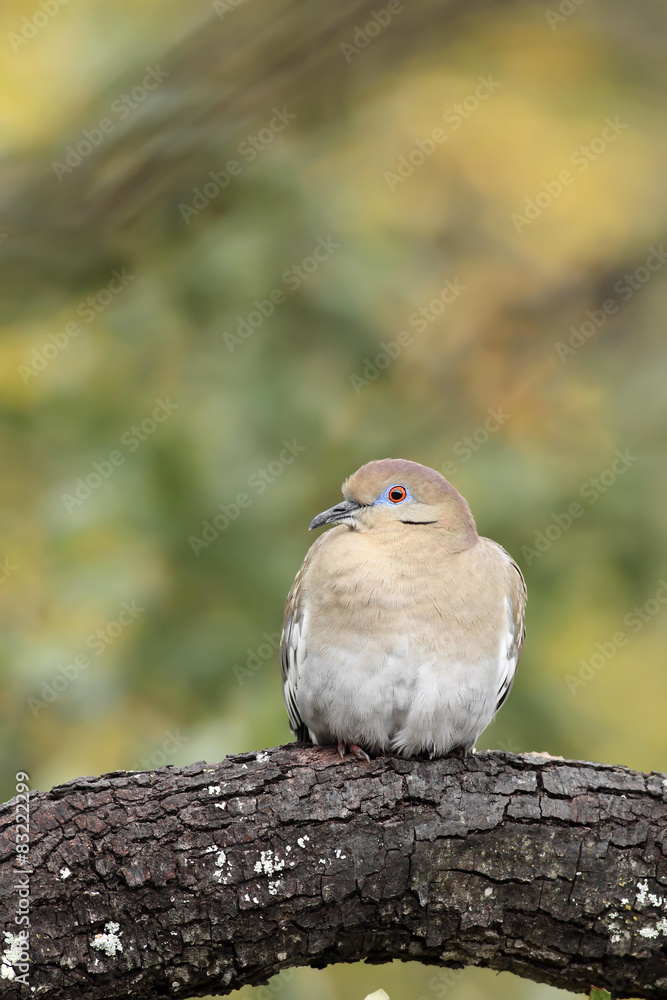 White winged dove introducción asiática en américa White winged dove introducción asiática en américa